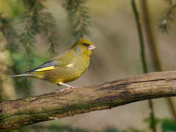 Greenfinch