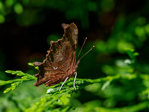 Comma Butterfly (Polygonia c-album)
