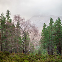 Isolated Birch Tree