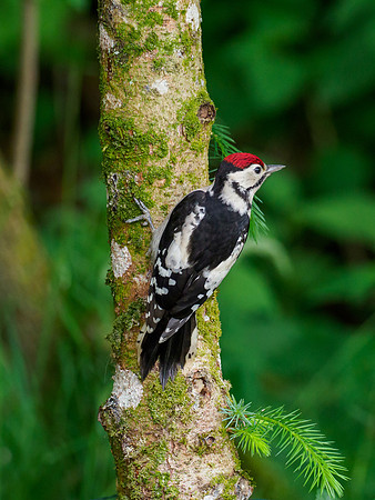Juvenile Great Spotted Woodpecker