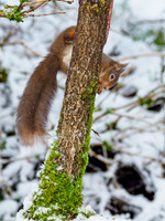 Red Squirrel (Sciurus vulgaris)