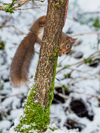 Red Squirrel (Sciurus vulgaris)