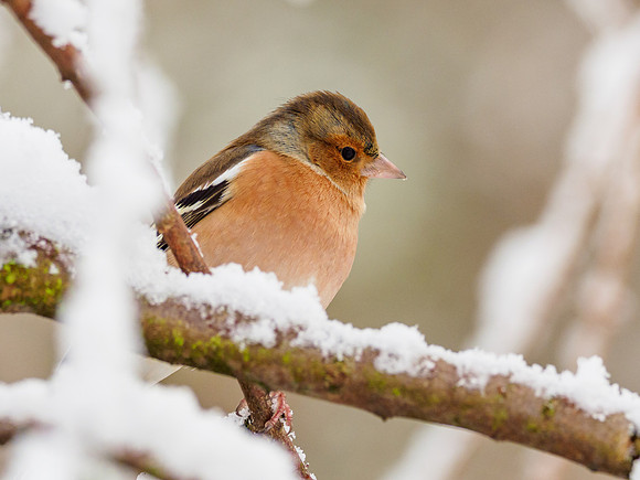 20220104-Garden Snow-EM124983