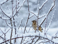 20220104-Garden Snow-EM125037