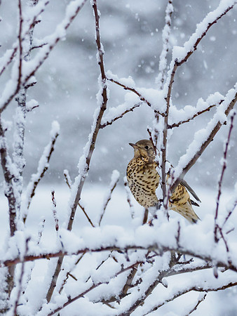 20220104-Garden Snow-EM125047
