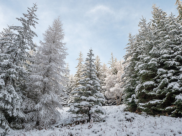 2020-12 Snowy Woodland