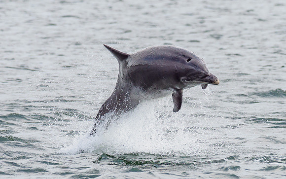 Bottlenose Dolphin (Tursiops truncatus)