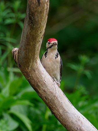 Juvenile Great Spotted Woodpecker