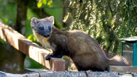 Teatime with a Pine Marten