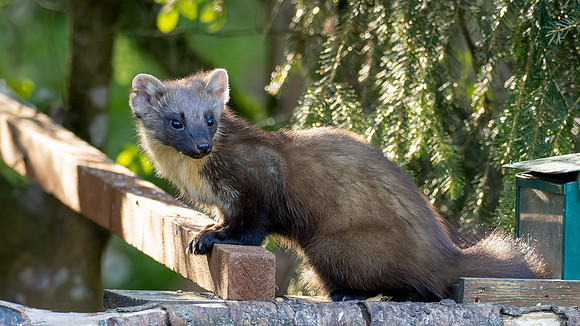 Teatime with a Pine Marten