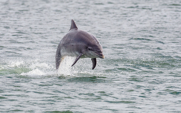 Bottlenose Dolphin (Tursiops truncatus)