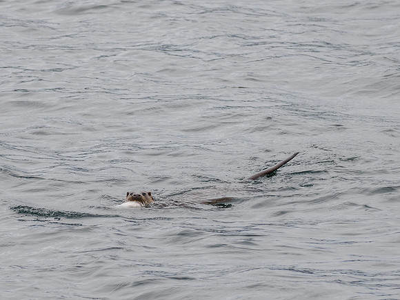 Otter With Catch