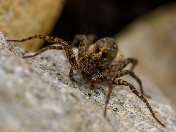 Spider