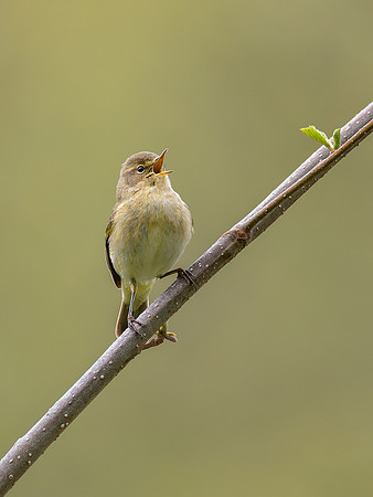 Common chiffchaf