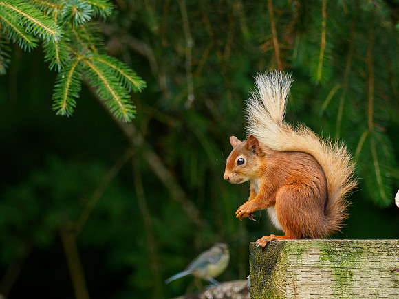 Red Squirrel (Sciurus vulgaris)