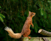 Red Squirrel (Sciurus vulgaris)