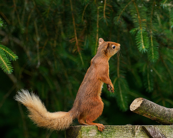 Red Squirrel (Sciurus vulgaris)