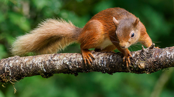 Red Squirrel (Sciurus vulgaris)