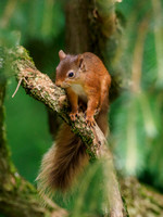 Red Squirrel (Sciurus vulgaris)
