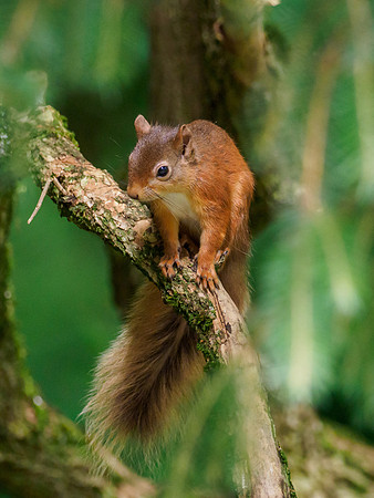 Red Squirrel (Sciurus vulgaris)