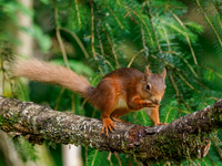 Red Squirrel (Sciurus vulgaris)