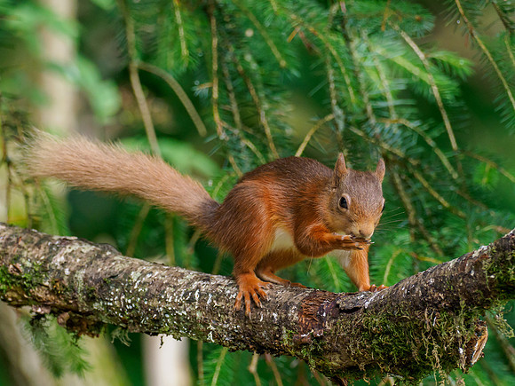 Red Squirrel (Sciurus vulgaris)
