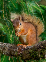 20210805-Red Squirrel-EM128758