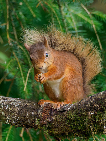 20210805-Red Squirrel-EM128758
