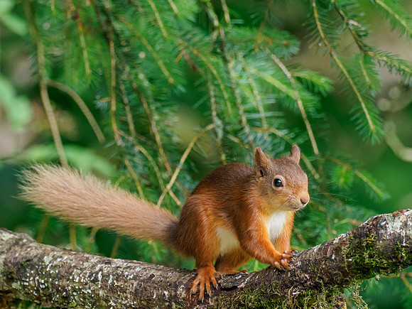 Red Squirrel (Sciurus vulgaris)