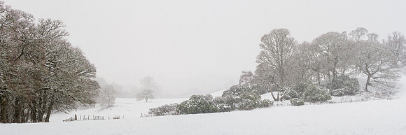 Snowy Balmacaan