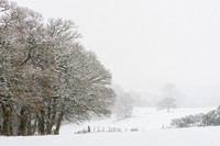 Snowy Balmacaan