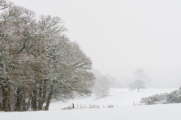 Snowy Balmacaan