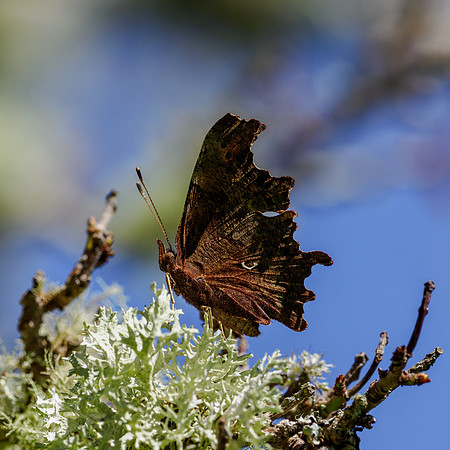 Comma Butterfly (Polygonia c-album)