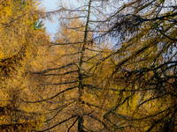 Colours Remain