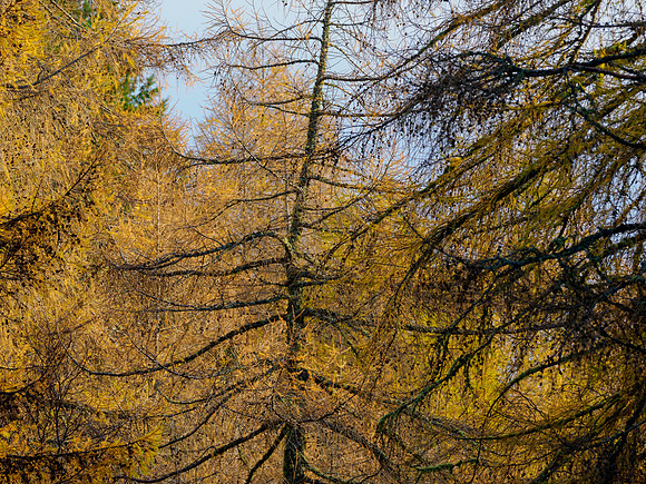 Colours Remain