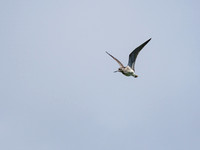 Greenshank (Tringa nebularia)