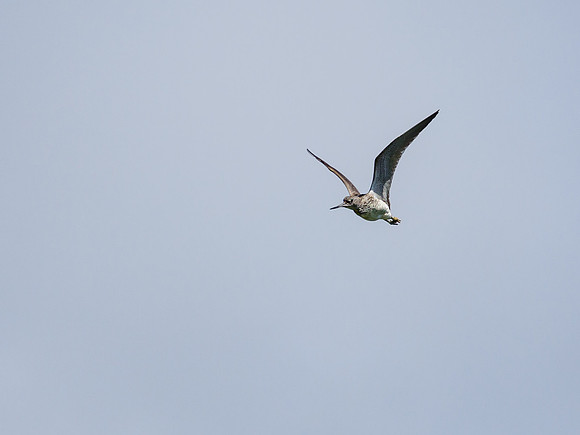 Greenshank (Tringa nebularia)