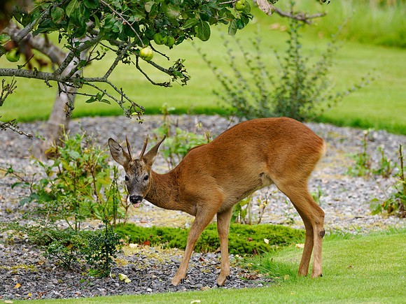 Roe Buck
