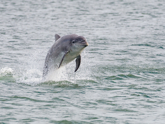 Bottlenose Dolphin (Tursiops truncatus)