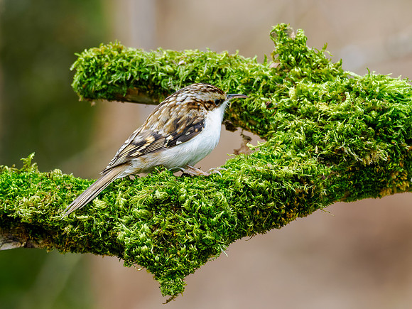 Treecreeper (Certhia familiaris)