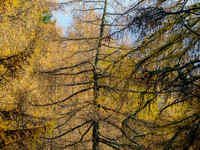 Colours Remain
