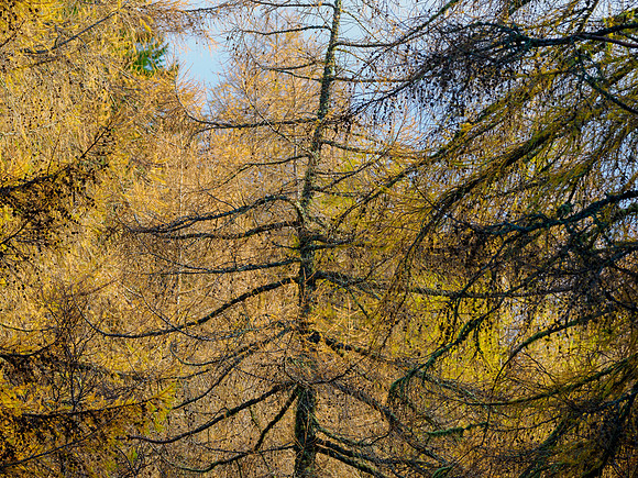 Colours Remain