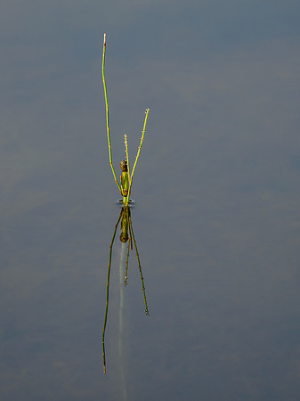 Reflection