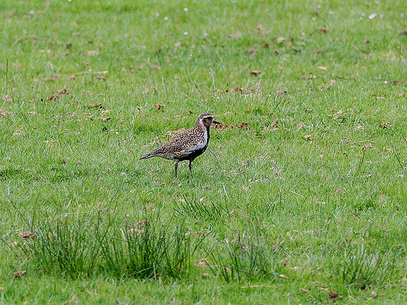 Golden Plover