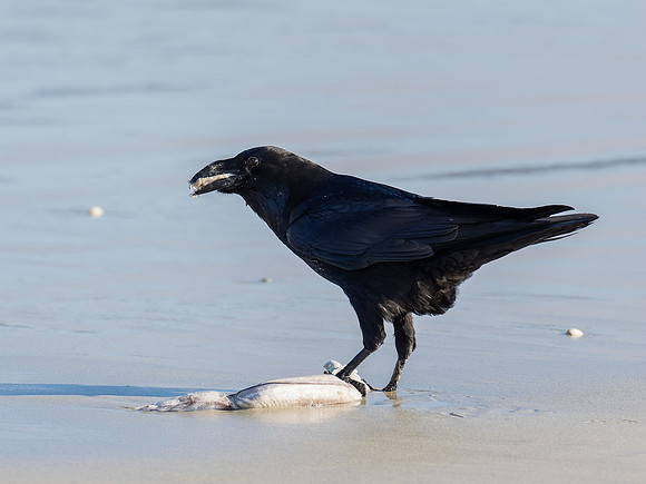 Raven-ous