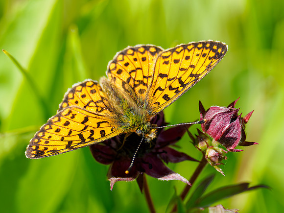 Small Pearl-Bordered Fritillary (Boloria selene)