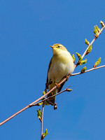 Willow Warbler (Phylloscopus trochilus)