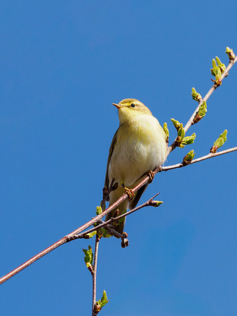 Willow Warbler (Phylloscopus trochilus)