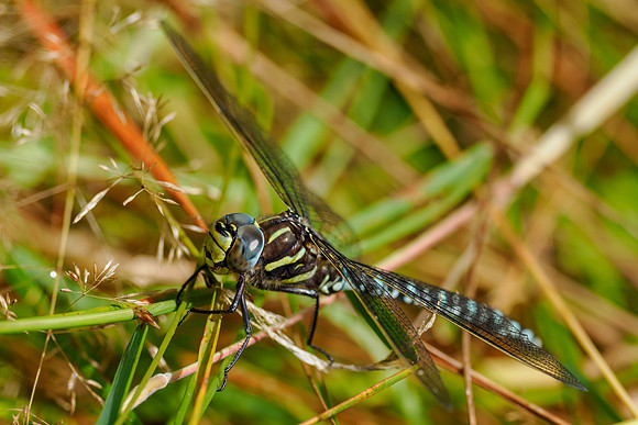 Dragonfly