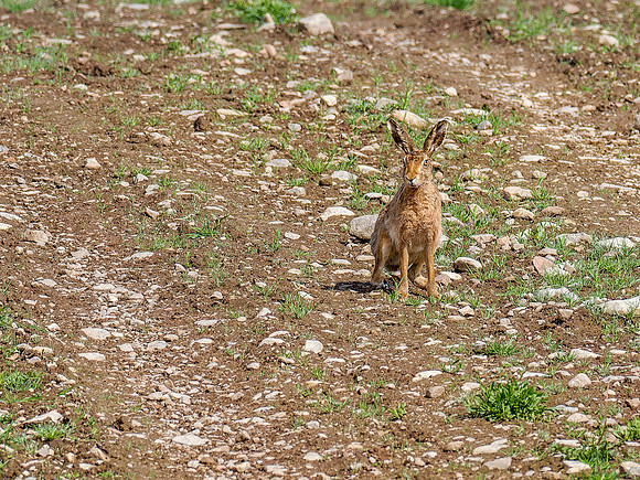 Brown Hare